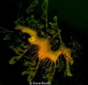 Leafy sea dragon by Dave Baxter 